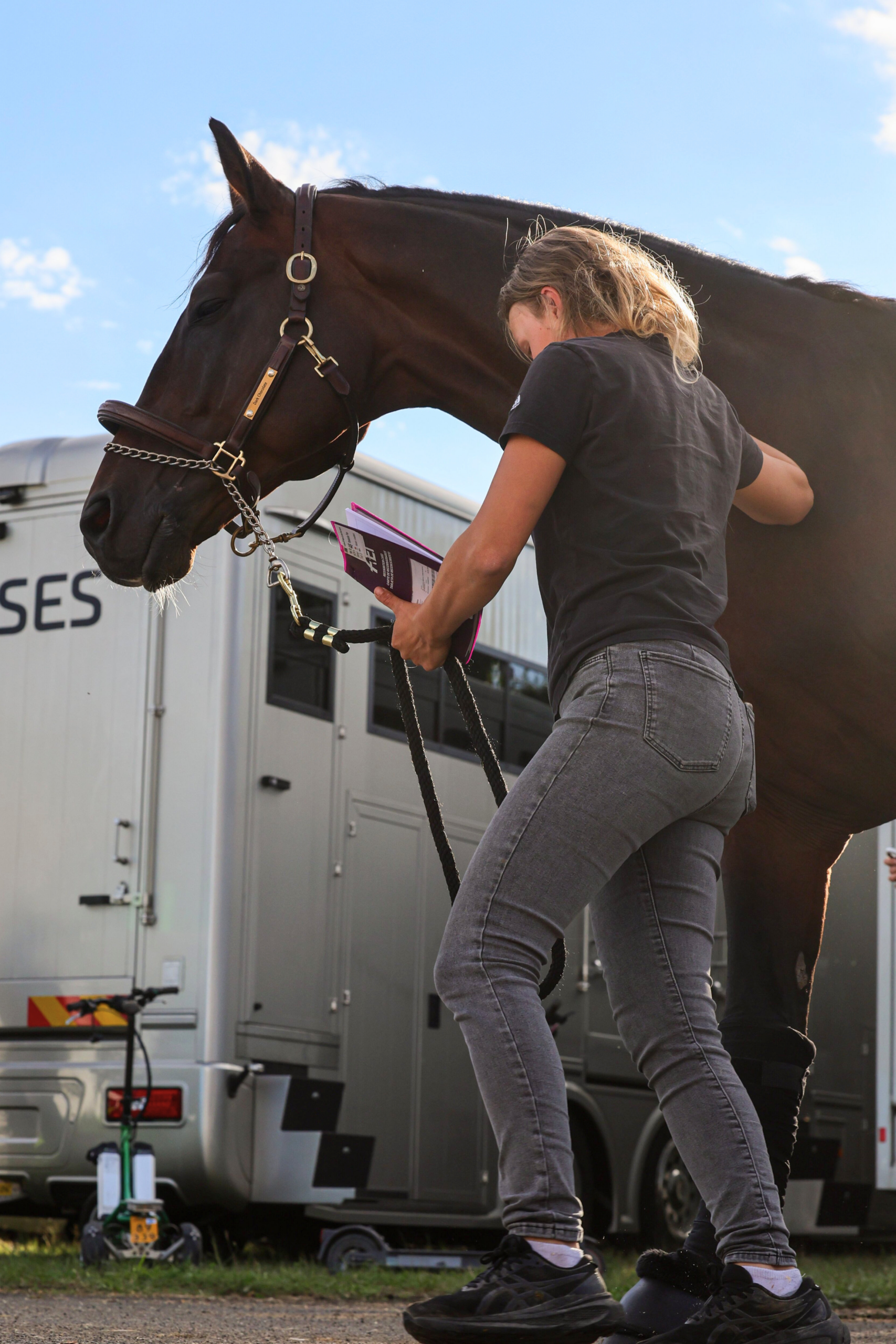 HORSE ARRIVAL 