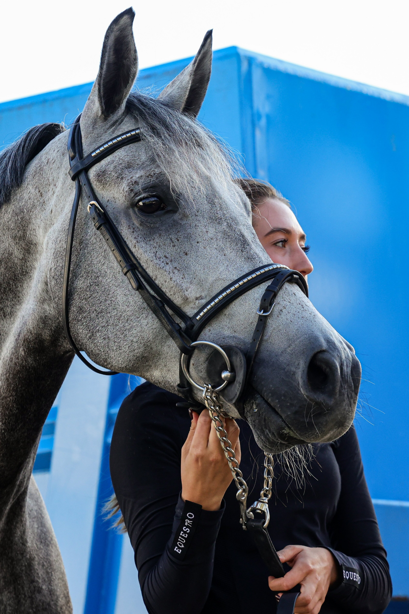 HORSE ARRIVAL 